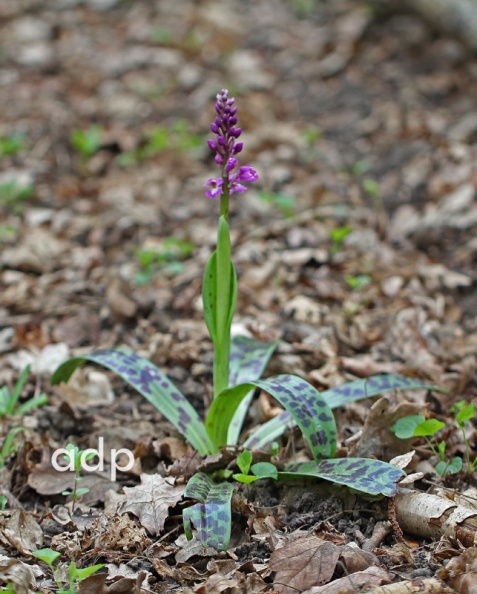 Early Purple Orchid, Orchis mascula, Alan Prowse - IMG_8510 qst 800c EPu EFP.jpg IMG_8510 qst 800c EPu EFP.jpg